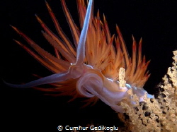 Dondice banyulensis
Big Moustache by Cumhur Gedikoglu 